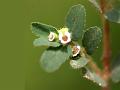 Bristly Spurge